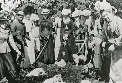 Exposition féline aux Jardins botaniques royaux, Westminster, en 1900 - English Photographer