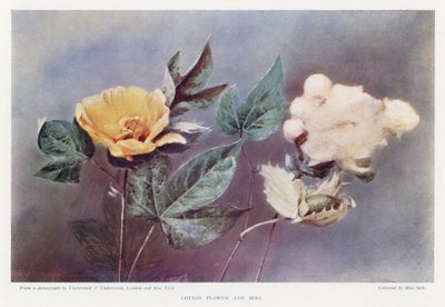 Fleur et capsule de coton - English Photographer