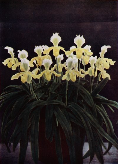Cypripedium Insigne Sanderae (photo couleur) - English Photographer