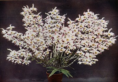 Dendrobium Wardianum (photo couleur) - English Photographer