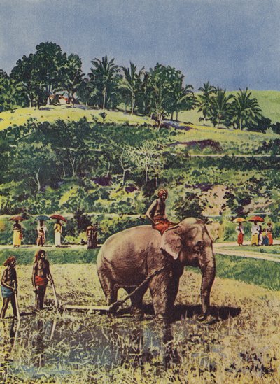 Éléphant aidant à labourer les rizières en Inde - English Photographer