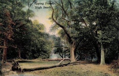 Epping Forest, High Beach - English Photographer