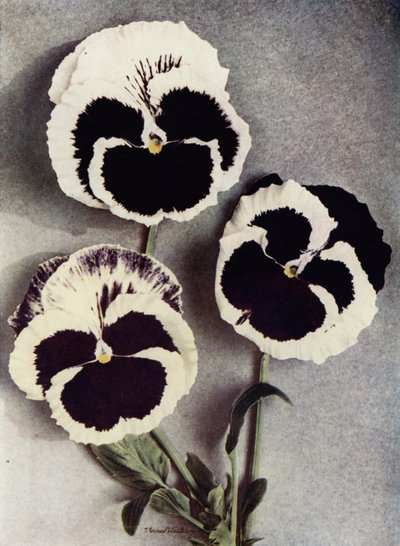 Fancy Pansies, Miss Neil, Mrs J Stewart, et Margaret Fife (photo couleur) - English Photographer