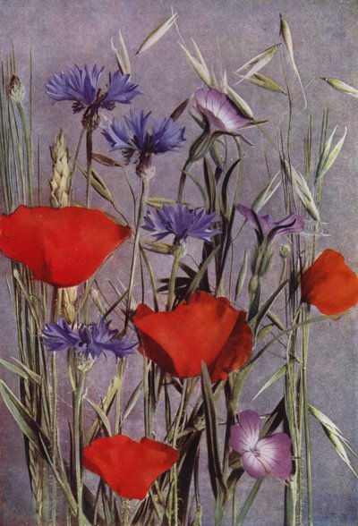 Fleurs des champs (photo) - English Photographer
