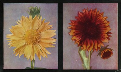 Gaillardias, Été de Kelway et Roi de Kelway (lithographie en couleur) - English Photographer