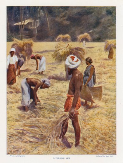 Récolte du riz - English Photographer