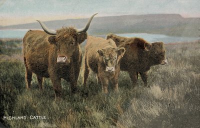 Bovins des Highlands - English Photographer