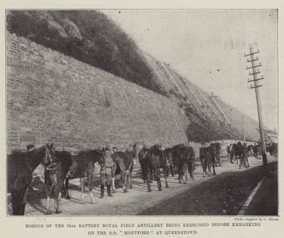 Chevaux de la 79e batterie de l