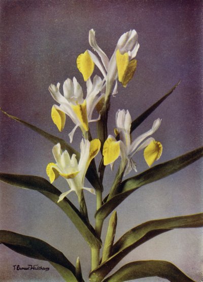 I Bucharica, un iris Juno typique (photo couleur) - English Photographer