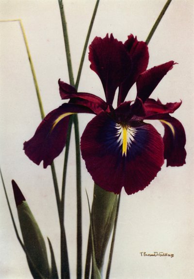 I Xiphioides ou Anglica, une forme typique de jardin (photo couleur) - English Photographer