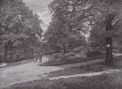 Dans le bois de la Reine, Highgate - English Photographer