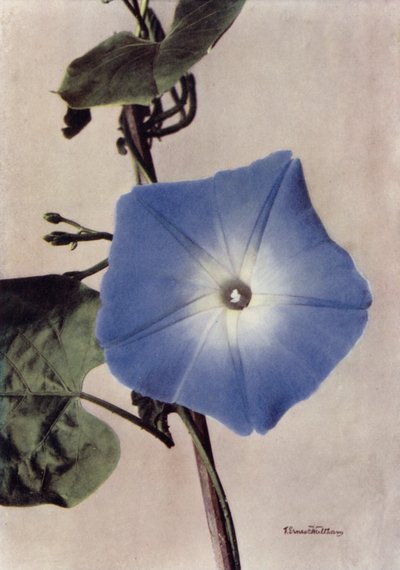 Ipomoea Rubro-Coerulea (photo couleur) - English Photographer