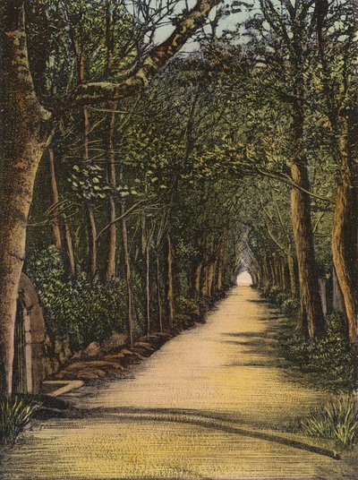 Jersey : Vinchelez Lane - English Photographer