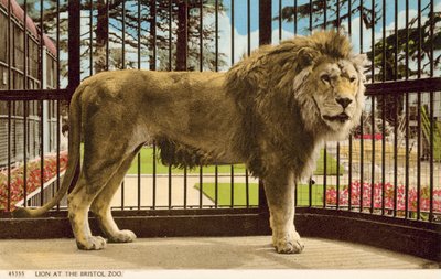 Lion au zoo de Bristol - English Photographer