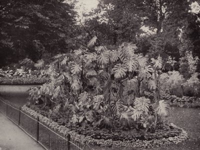 Monstera Deliciosa dans Battersea Park - English Photographer