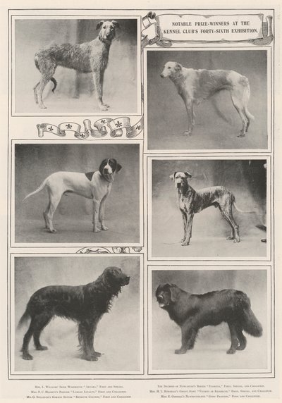 Lauréats notables à la quarante-sixième exposition du Kennel Club - English Photographer