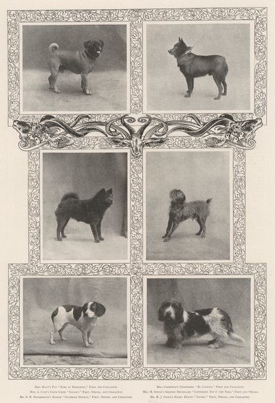 Lauréats notables à la quarante-sixième exposition du Kennel Club - English Photographer
