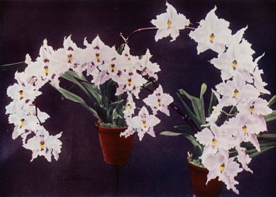 Odontoglossum Crispum (photo couleur) - English Photographer