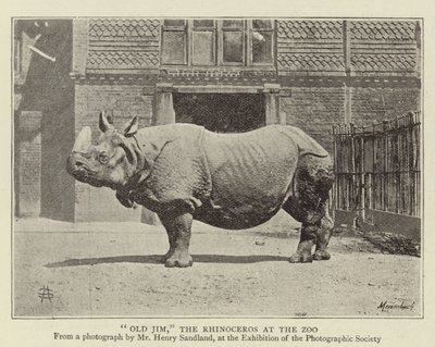 Vieux Jim, le rhinocéros au zoo - English Photographer