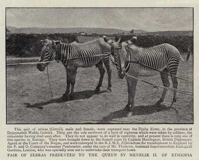 Paire de zèbres présentée à la reine par Ménélik II d