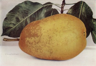 Poire, Pitmaston Duchesse (photo couleur) - English Photographer