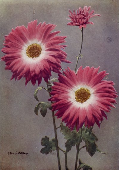 Percy Arnold (photo couleur) - English Photographer