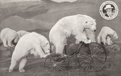 Ours polaire faisant du tricycle, Wonder Zoo et Grand Cirque de Carl Hagenbeck, Olympia, Londres - English Photographer