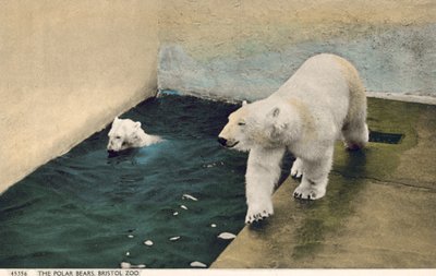 Ours polaires, Zoo de Bristol - English Photographer