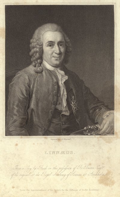 Portrait de Carl Linnaeus - English Photographer