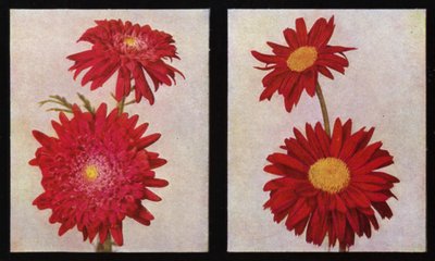 Pyrèthres, Lord Rosebery de Kelway et Langport Scarlet (photo) - English Photographer