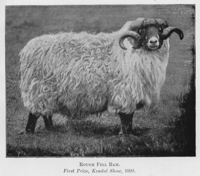 Bélier Rough Fell, premier prix, exposition de Kendal - English Photographer