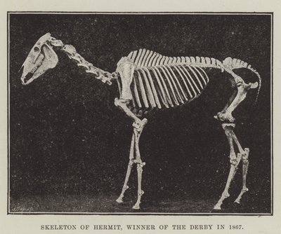 Squelette de Hermit, vainqueur du Derby en 1867 - English Photographer