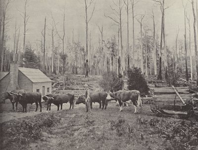 Transport de bois à Lebrina, Tasmanie - English Photographer