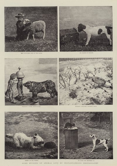 Quelques études de la vie animale par photographie instantanée - English Photographer