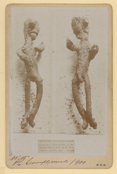 Spécimen de raifort - English Photographer