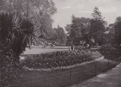 Jardins subtropicaux, parc Battersea - English Photographer