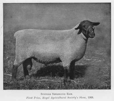 Bélier Suffolk Shearling, premier prix, exposition de la Royal Agricultural Society - English Photographer