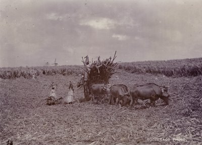Plantation de sucre, Barbade, 1880 - English Photographer