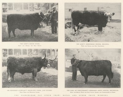 Le Birmingham Fat Stock Show, lauréats royaux et autres - English Photographer