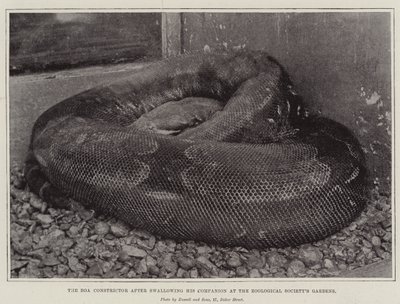 Le Boa Constrictor après avoir avalé son compagnon aux jardins de la Société Zoologique - English Photographer