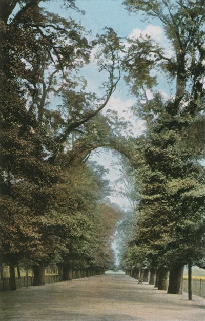 La Grande Allée - English Photographer