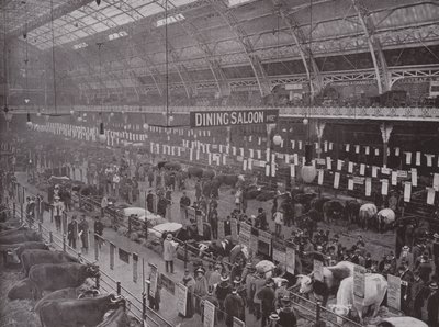 Salon du bétail, Royal Agricultural Hall - English Photographer