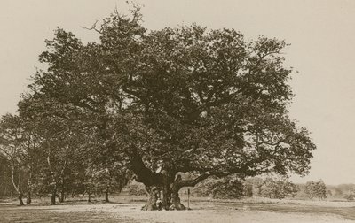 Le Major Oak, Forêt de Sherwood - English Photographer