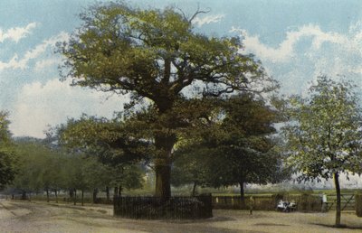 Le Chêne Midland, Leamington - English Photographer