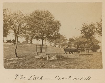 Le Parc - One Tree Hill, Greenwich - English Photographer