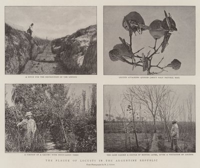La peste des sauterelles en République Argentine - English Photographer