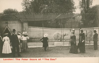 Les ours polaires au zoo, Londres - English Photographer
