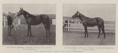 La vente record de chevaux de sang à Newmarket - English Photographer