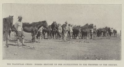 La crise du Transvaal, chevaux amenés pour distribution aux cavaliers de la colonne - English Photographer