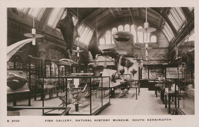 Victoria and Albert Museum, South Kensington, Londres, galerie des poissons - English Photographer